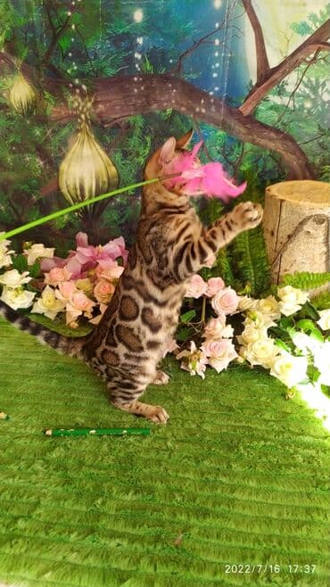 бенгальский леопардовый кот: Бенгальский котик Мальчик. 5мес. Невероятно красивый контрастный с — 12