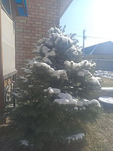Ель голубая (Picea pungens), декоративная - Пышная крона правильной at lalafo.kg Ель голубая (Picea pungens), декоративная - Пышная крона правильной