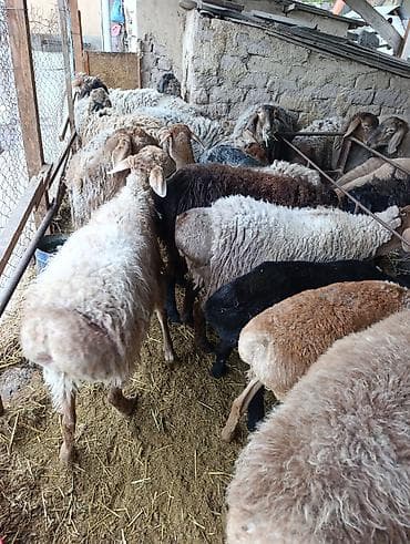 туки сена: Продаю | Овца (самка) | Полукровка | Для разведения | Матка — 10