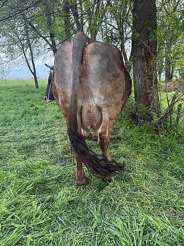 купить кукуруза: Продаю | Корова (самка) | Алатауская | Для молока | Привязанные — 7