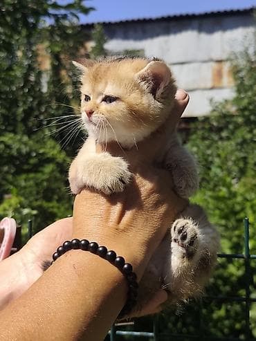 кошка домашняя: Британская короткошёрстная, 1 месяц, Мальчик, Приучена к лотку — 8
