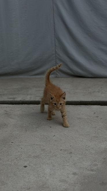 мыши: Котята рыжего и кремового окраса - Порода: домашние короткошерстные — 4