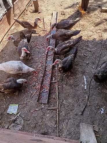 голуби птица: Мускусные утки (индоутки), разноокрашенные. - Порода: мускусная утка — 1