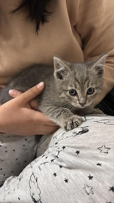 кошка серый: Котёнок серого окраса - Окрас: однотонный серый (дымчатый) с лёгкими — 1