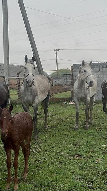 лучший ветеринар бишкек: Продаю | Кобыла (самка) | Рабочий — 3