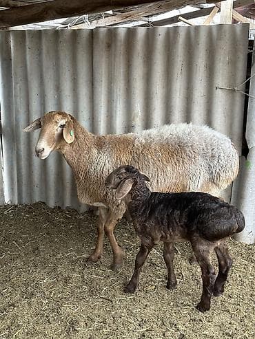 кошки котята: Продаю | Овца (самка) | Для разведения | Матка — 6