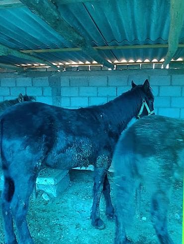 болонка собака: Продаю | Жеребец | Для разведения | Племенные — 3