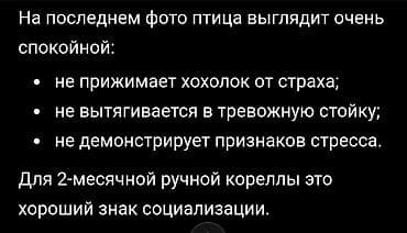 цыплята бройлеры: Не просто попугай а член семьи🥰 Предлагаются молодые — 6