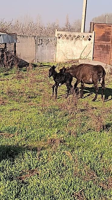 корова американка: Ослы: самка с жеребёнком - Порода: домашний осёл (стандартный тип). - — 3