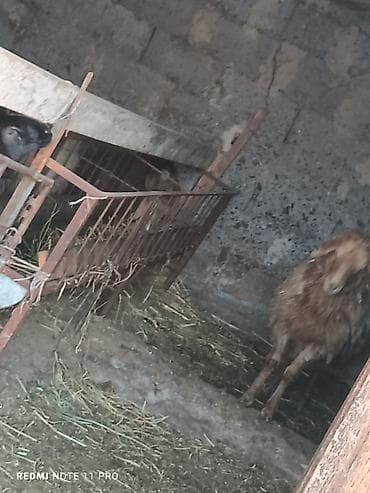 ягнята: Продаю | Овца (самка) | Для разведения — 2