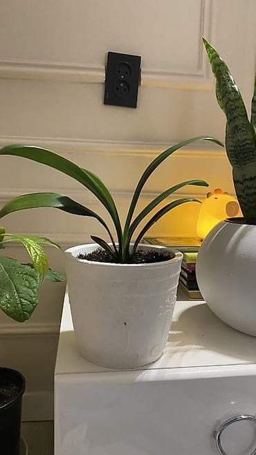 алоэ вера форевер: Спатифилум 1922 с горшком 2200 Авокадо - 922 Сансеверия 522 с горшком — 6