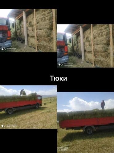 автомобилный холодильник: Бригада Грузчики ищут работу 1Фура от 8000с зависимости что внутри — 5