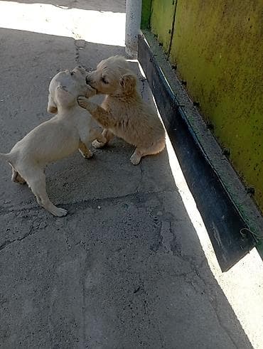 абисинская кошка: Отдам даром Щенков русского спаниеля мать спаниель отец подлец метисы — 4