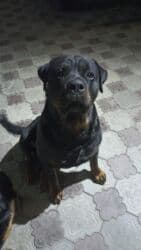 кангал цена щенка: Ит кууту: Ротвейлер, Эркек, 2 жаш, Эмделген, Ит тегин тастыктоочу документ — 3