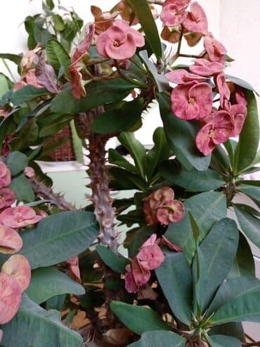 цветущий кактус: Продаётся красивый МОЛОЧАЙ МИЛЯ- многолетнее растение, суккулент — 2