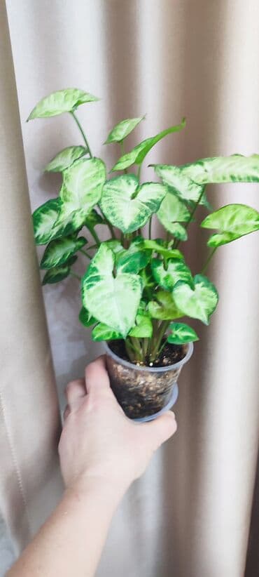 семена павловния купить в бишкеке: Зефирантес розовый 150 сом (3-4 луковицы в стакане) - ул.7 апреля 2/7 — 9