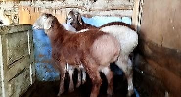 Продаю | Баран (самец) | Для разведения