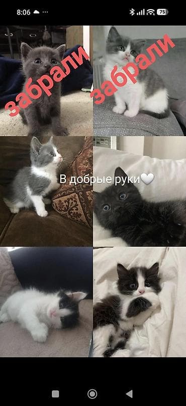 scottish fold: Котята в добрые руки Милые домашние котята разных окрасов: однотонный — 1