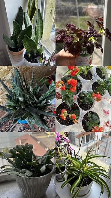 декабристов: 100-300 сомдон Комнатные растения – коллекция в горшках - Сансевиерия — 1