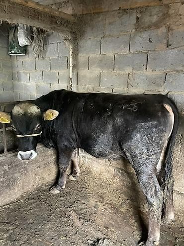 кара балта кукуруза: Продаю | Бык (самец) | На откорм | Привязанные — 4