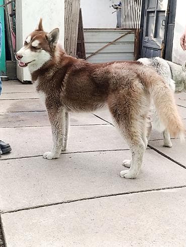 белая сибирская кошка: Хаски, 6 месяцев, Самец, С прививкой, С родословной — 6