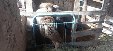 стришка барана: Продаю | Овца (самка) | Для разведения — 5