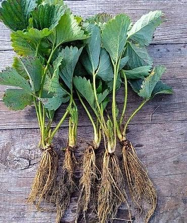 помидоры огурцы: Продается рассада клубники сорт Виктория и Черный принц. Рассада — 2