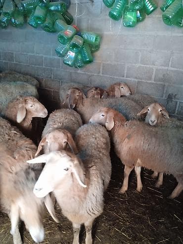 калифорнийский черви: Продаю | Овца (самка) | Для разведения | Матка — 4