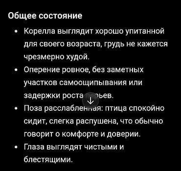 цыплята бройлеры: Не просто попугай а член семьи🥰 Предлагаются молодые — 5