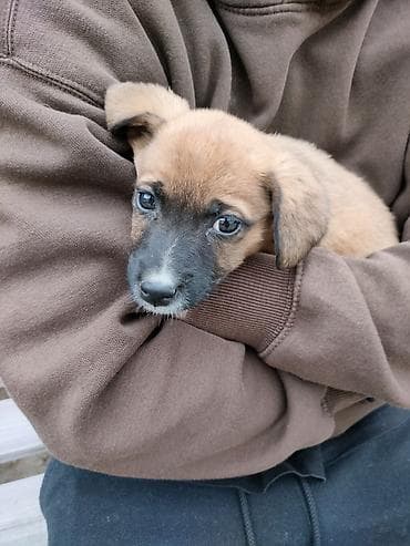 щенки мопса: Отдам щенка в добрые и ответственные руки, девочка 🐶 Малыш очень — 1