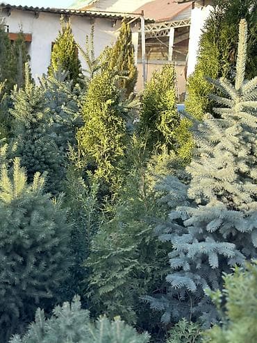 леса продам: Продается ёлки(голубые/зеленые/тянь-шаньские ели) -местные — 8