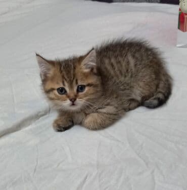 пушистые собачки: Скотиш Страйт (Шотландская прямоухая), 1 месяц, Девочка, Золотая шиншилла, Приучена к лотку — 3