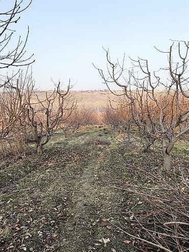 топор пожарный: Дрова — 4