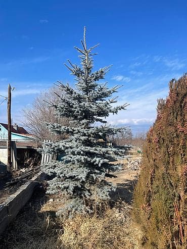 Сейфтер: Голубы ели

Высота: 4.40 и 5.20 — 2