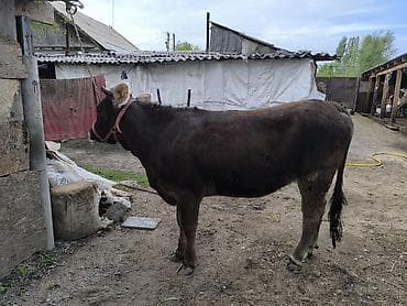 ер токум: Продаю | Бык (самец) | На откорм — 5