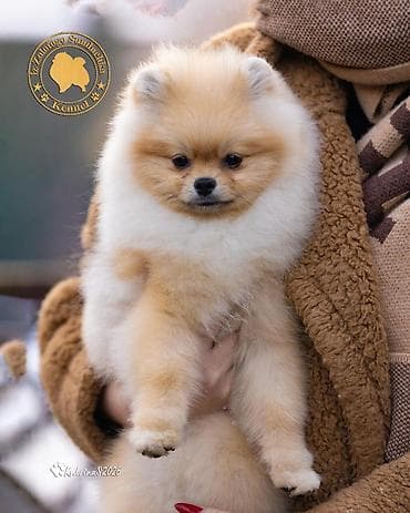 померанский шпиц фото цена: Шпиц, 6 месяцев, Самец, С прививкой, С родословной — 4