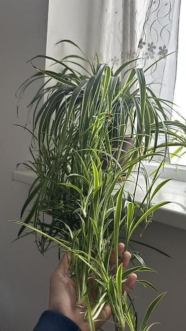 детк: Хлорофитум (Chlorophytum comosum) с пестрыми листьями. Куст с длинными — 1