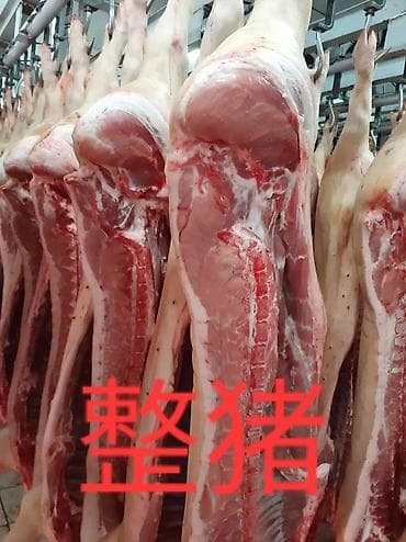 Свинина оптом — полутуши и разделка 批发猪肉 整猪 猪胸肉 猪耳 猪腿肉 猪胃肉 猪心 猪舌 - at lalafo.kg Свинина оптом — полутуши и разделка 批发猪肉 整猪 猪胸肉 猪耳 猪腿肉 猪胃肉 猪心 猪舌 -
