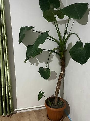 туя цена: Договорная — 1