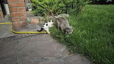 манчкин котенок: Котёнок, бело‑чёрный, короткошёрстный. На белой шерсти выраженные — 6