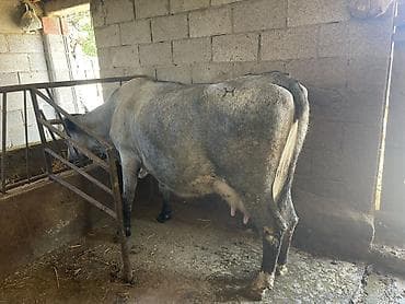 каро: Продаю | Корова (самка) | Для молока | После отела — 1