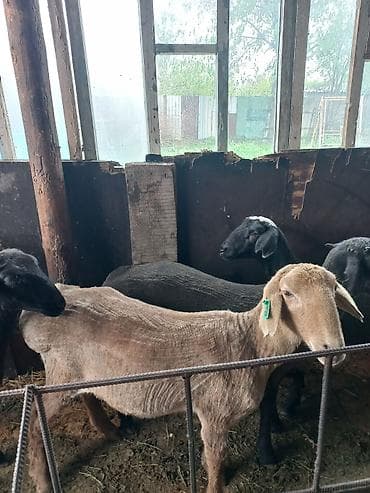 парода уйлар: Продаю | Ягненок, Баран (самец) | На забой | Кастрированные — 4