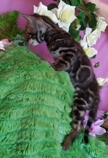 куда можно отдать собаку в бишкеке: Новые Бенгальские детки. Питомник Бен Гла Мур предлагает — 3