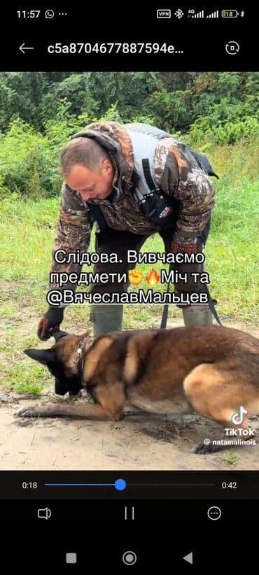 Вязка собак: Бельгийская овчарка, 2 месяца, Самец — 16