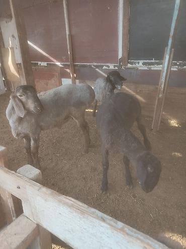 кара кон: Продаю | Ягненок | Эдильбаевская | Для разведения | Племенные — 1