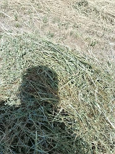 кармашки для баран: Сено в тюках - Заготовлено с луговых трав, преобладают бобовые и — 2