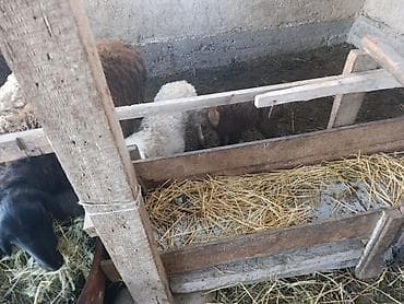 ппу ульи: Продаю | Овца (самка) | Для разведения | Матка — 4