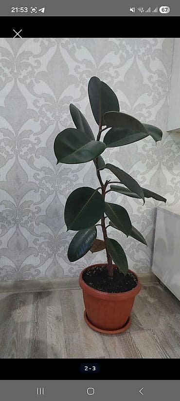 Фикус эластика (каучуконосный), комнатное декоративно‑лиственное