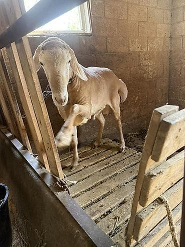 росс 308: Продаю | Баран (самец) | Для разведения | Осеменитель — 3