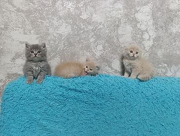 вислоухие котята цена: Милые умные красивые игривые котята 😍😍😍😍к Лотку преучены!!! 2 месяца — 2
